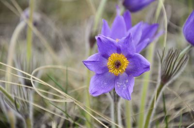 Close-up of purple crocus flower