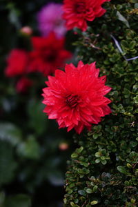 Close-up of red hibiscus blooming outdoors