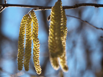 Close-up of plant hanging on tree