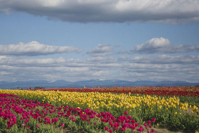 Yellow flowers growing in field against sky