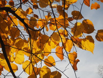 Low angle view of autumnal leaves against sky