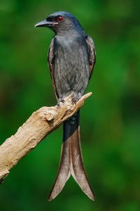 Close-up of bird perching on branch