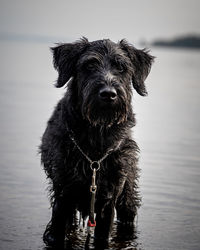 Schnauzer in the water