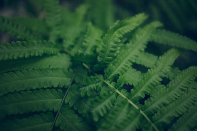 Full frame shot of fern leaves