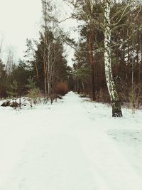 Snow covered road amidst trees against sky