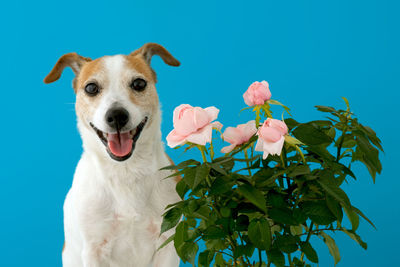 Adorable dog with flowers on blue background
