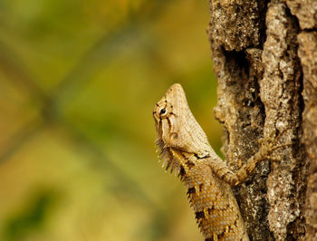 Close-up of lizard on tree trunk