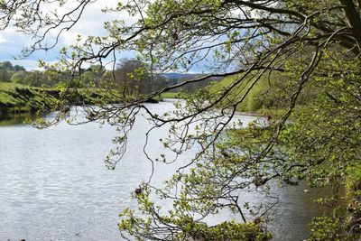 View of river with trees in background