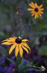 Close up of purple flower