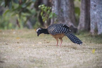 Close-up of bird on field