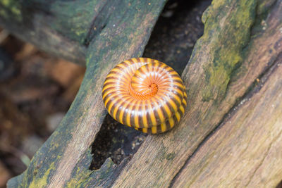 Close-up of shell on wood