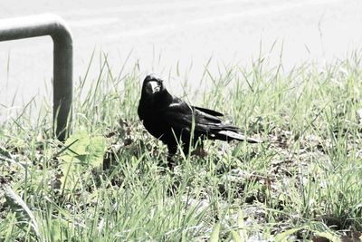 Black bird on land