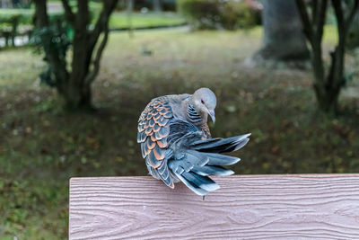 Close-up of a bird perching on a tree