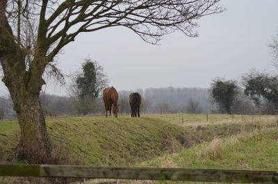 Horses grazing on grassy field