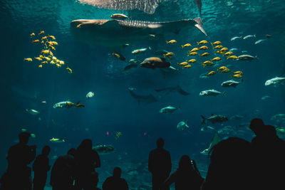 Group of fish in aquarium