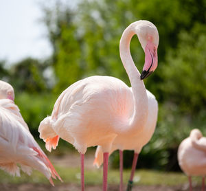Pink flamingo close-up.
