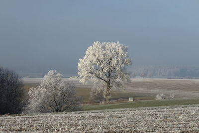 Tree against clear sky
