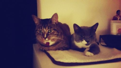 Close-up of cats resting