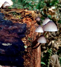 Close-up of mushroom growing on tree