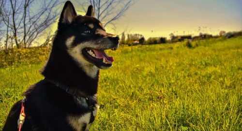 Close-up of dog on field against sky during sunset