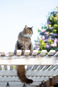 Cat looking away sitting on a rooftop