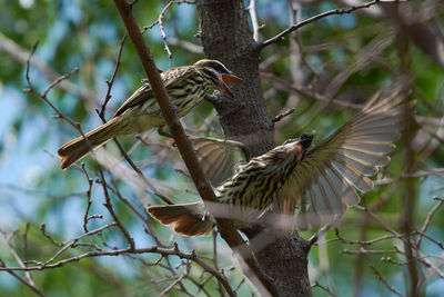 Low angle view of bird perching on branch