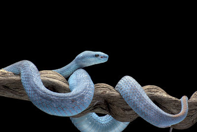 Close-up of snake against black background