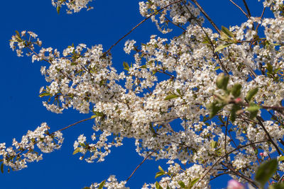 Low angle view of cherry blossoms against blue sky