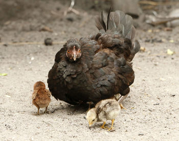 Close-up of dead bird on field