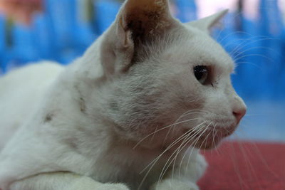 Close-up of a cat looking away