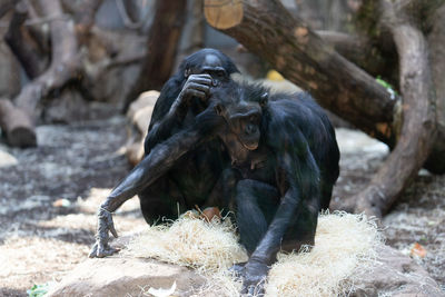Monkey sitting in a zoo