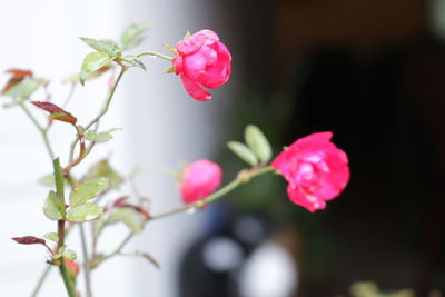 Close-up of pink flowering plant