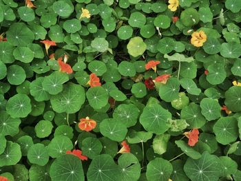 Full frame shot of leaves