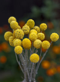 Close-up of yellow flowering plant