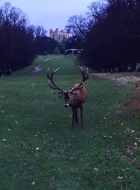 Cow grazing on grassy field