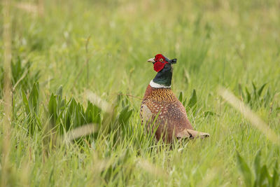 View of a bird on field