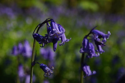 Close-up of purple flowers