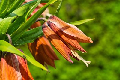 Close-up of red leaves on plant