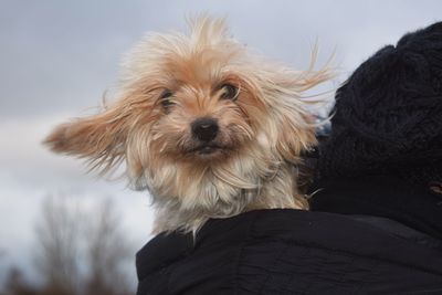 Close-up portrait of dog against sky