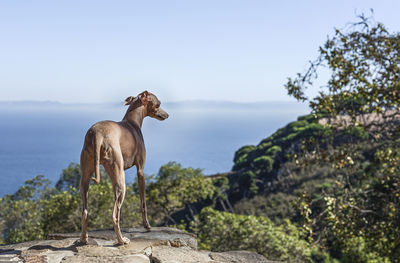 Horse standing on rock against sky