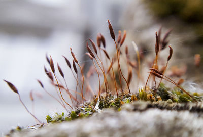 Close-up of fresh grass