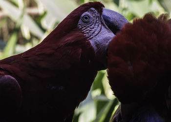 Close-up of parrot