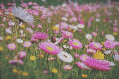 Close-up of pink flower blooming in field