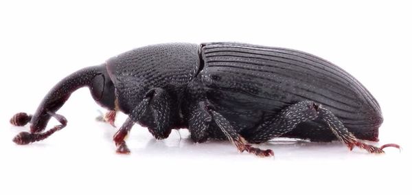 Close-up of insect over white background