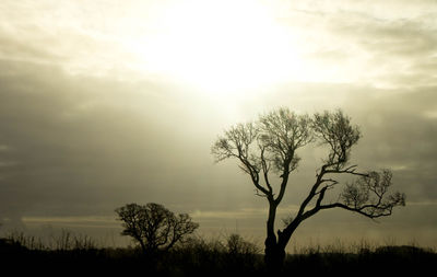 Silhouette bare tree on field against sky