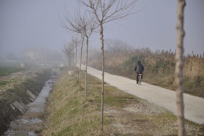 Rear view of person cycling on road by bare trees during foggy weather