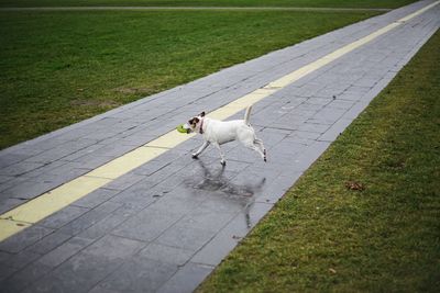 High angle view of dog on footpath