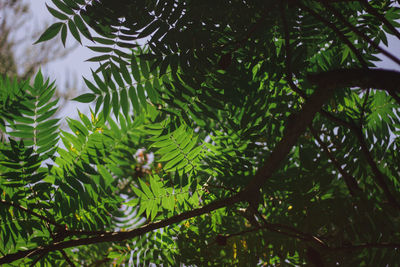 Close-up of lizard on tree in forest