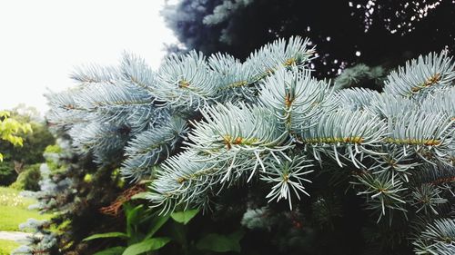 Close-up of pine tree against sky