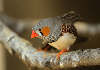 Close-up of bird perching on branch